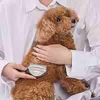 Amazon.co.jp: ペティオ (Petio) 犬猫用 FIXCARE ノミを逃がさ